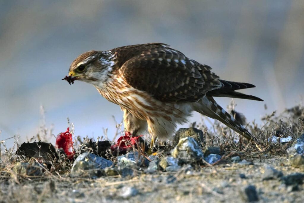 Halcón Esmerejón comiendo a su presa