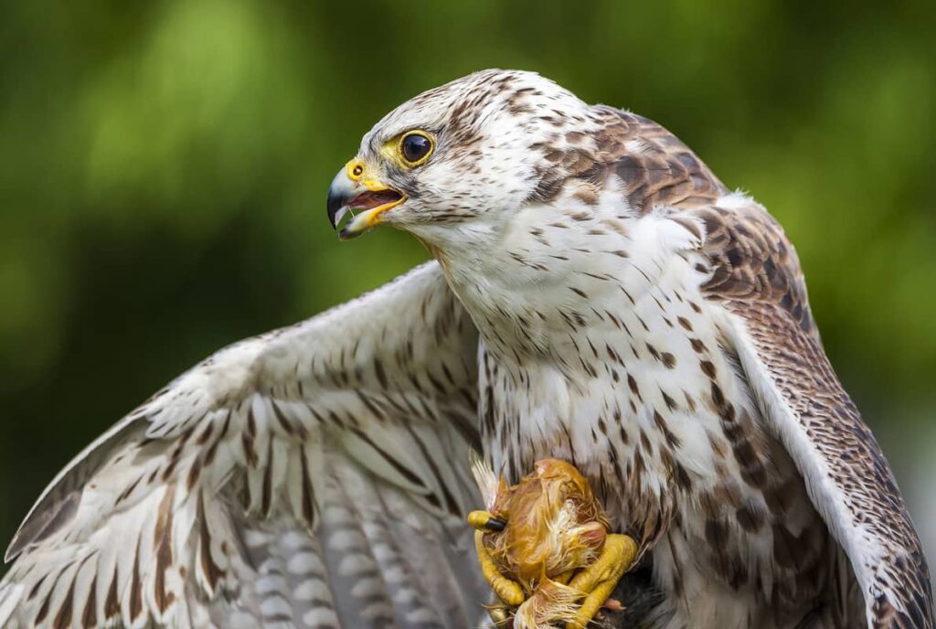 Foto de la especie Halcón Sacre