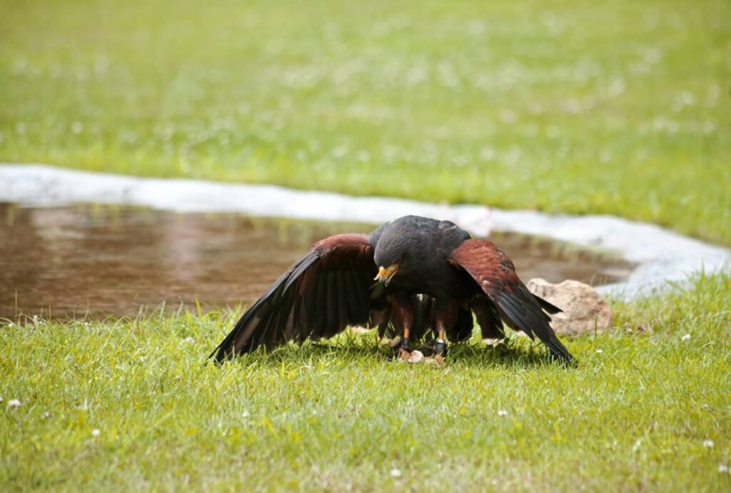 Especie halcón berigora o Falco berigora