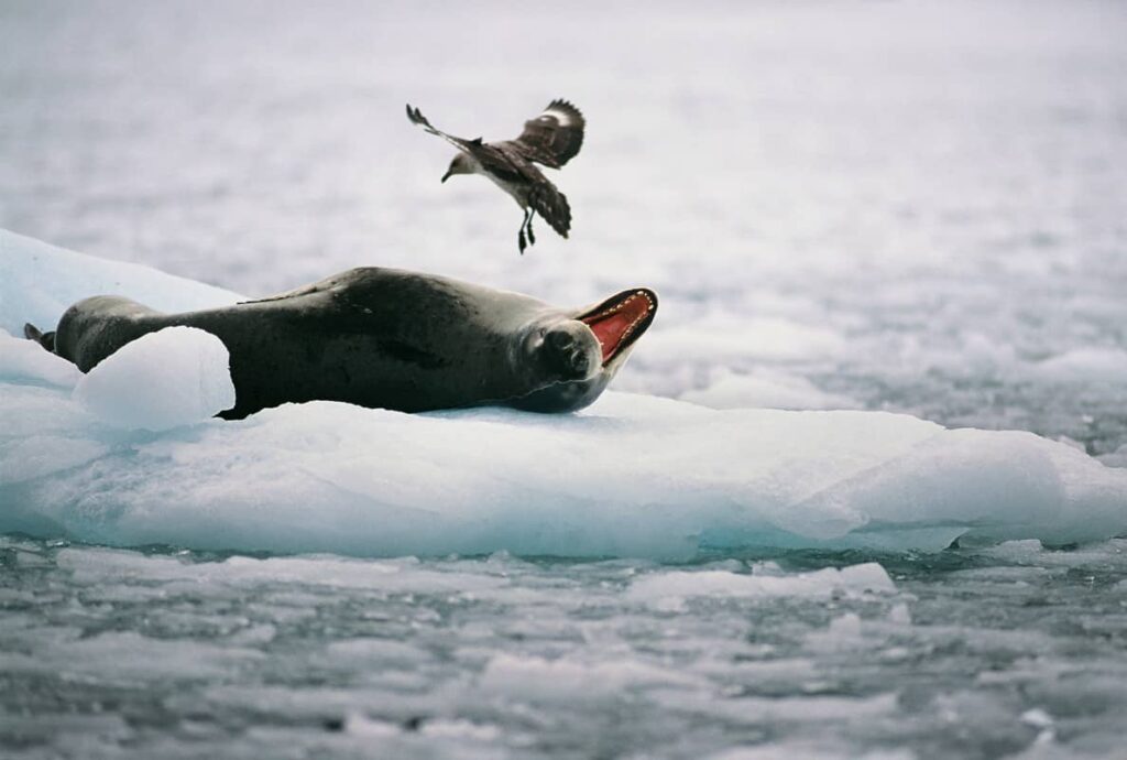 Foca leopardo en la Península Antártica
