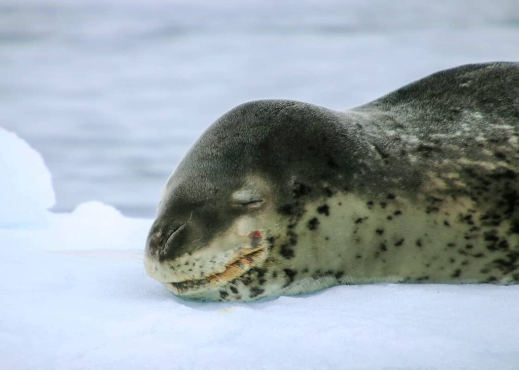 Foca leopardo durmiendo sobre el hielo
