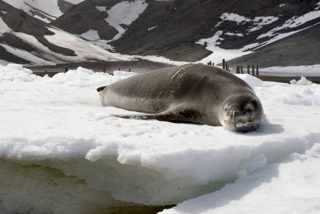 Foca leopardo reposando sobre el hielo