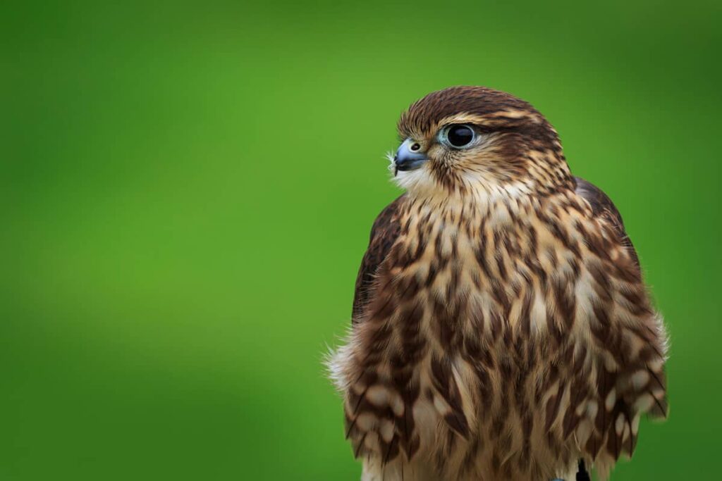 Foto de la especie Esmerejón o Falco columbarius