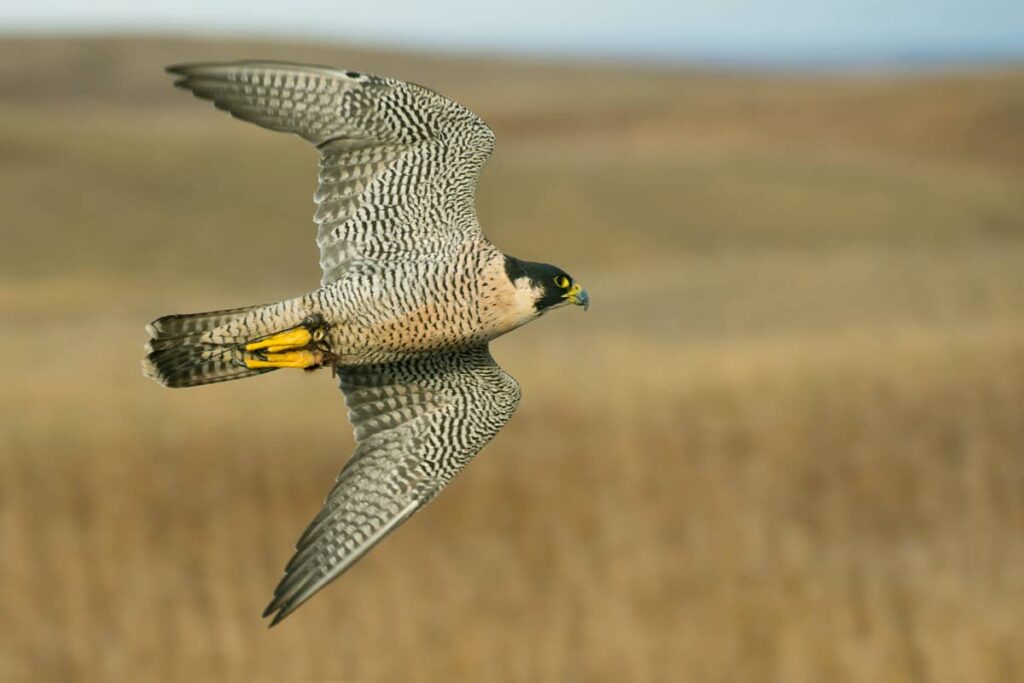 Foto de la especie Halcón Peregrino