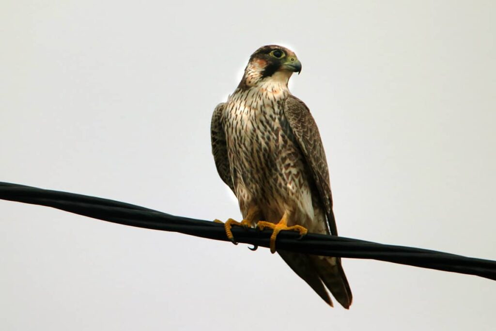 Foto de la especie Halcón Tagarote
