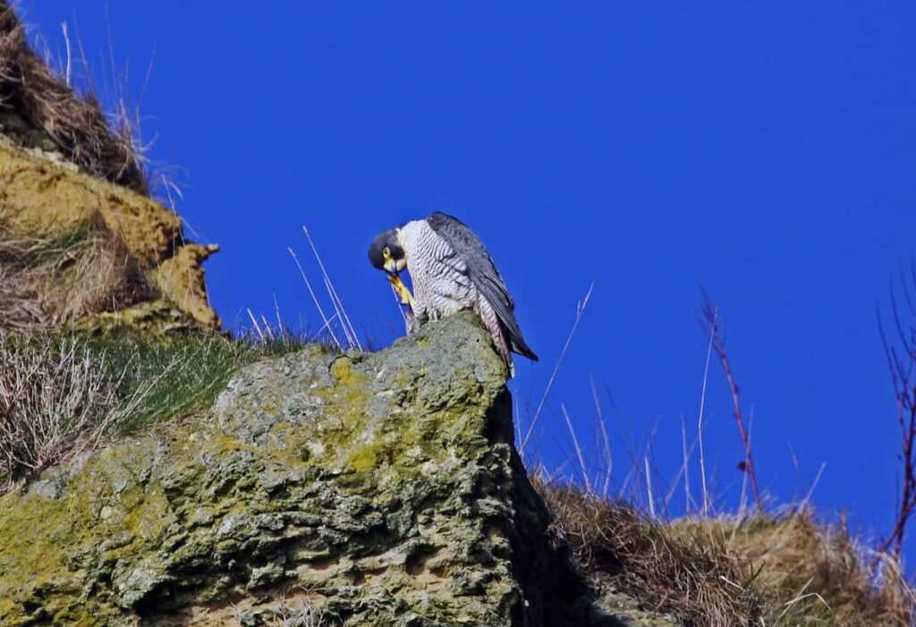 Halcón peregrino en un acantilado