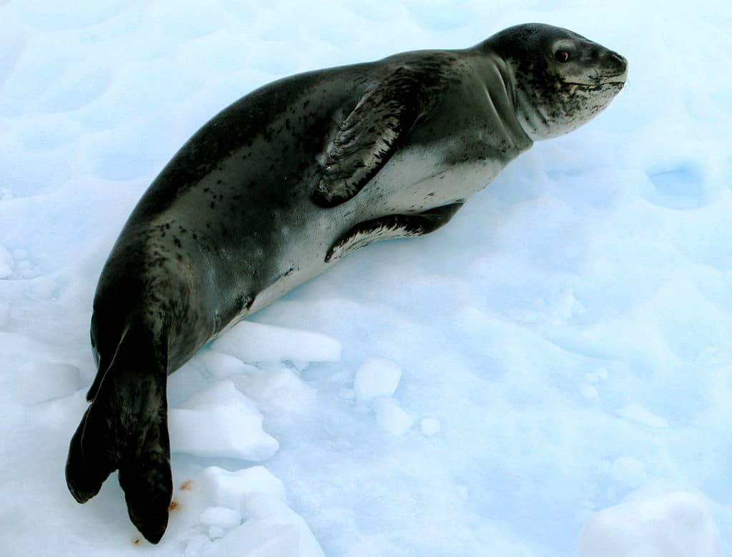Hydrurga leptonyx en el hielo