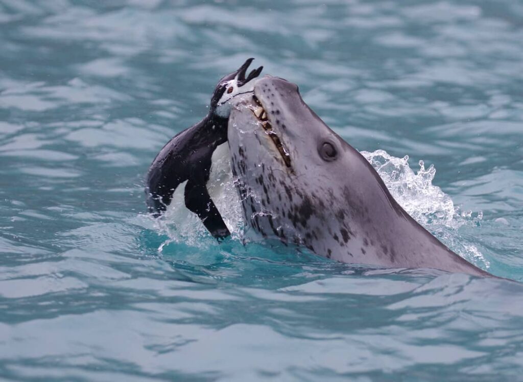 Leopardo Marino atrapando un pingüino