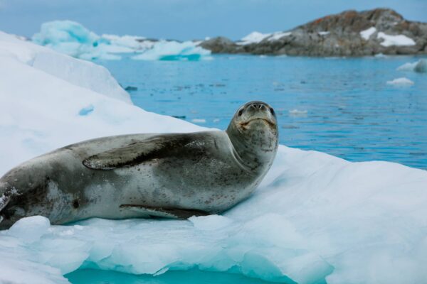 Leopardo Marino o Foca Leopardo Características