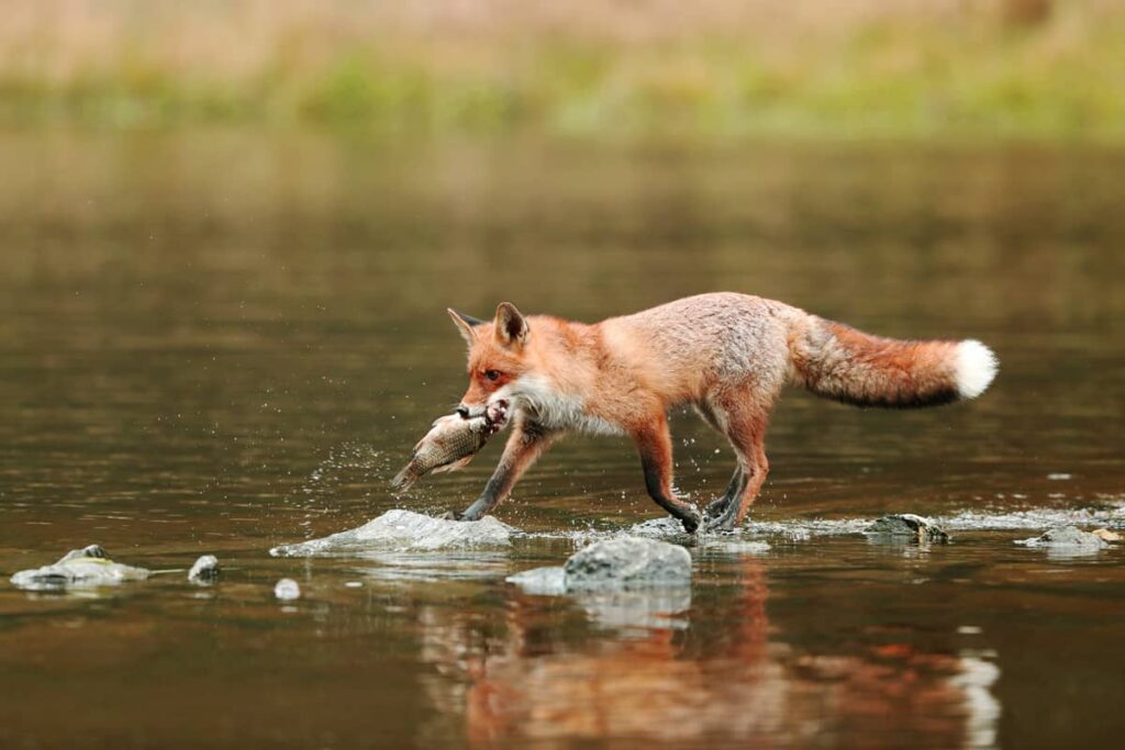 Macho de zorro rojo con peces en el río 