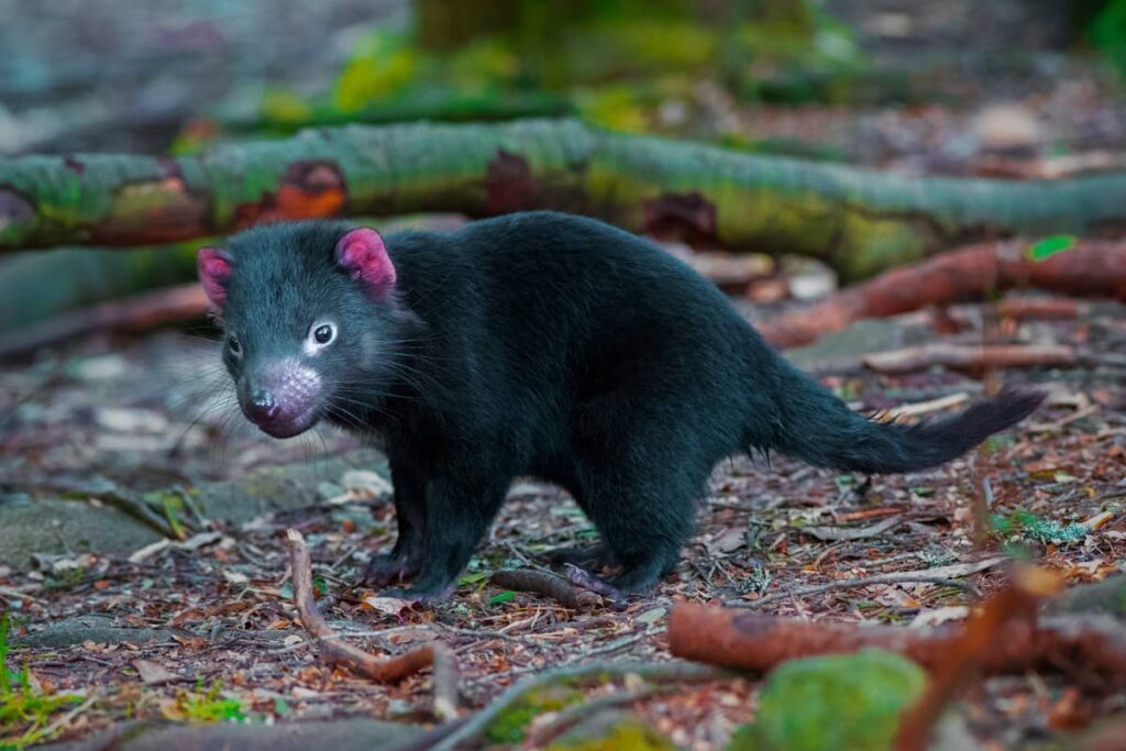 Primer plano de un bebé diablo de Tasmania