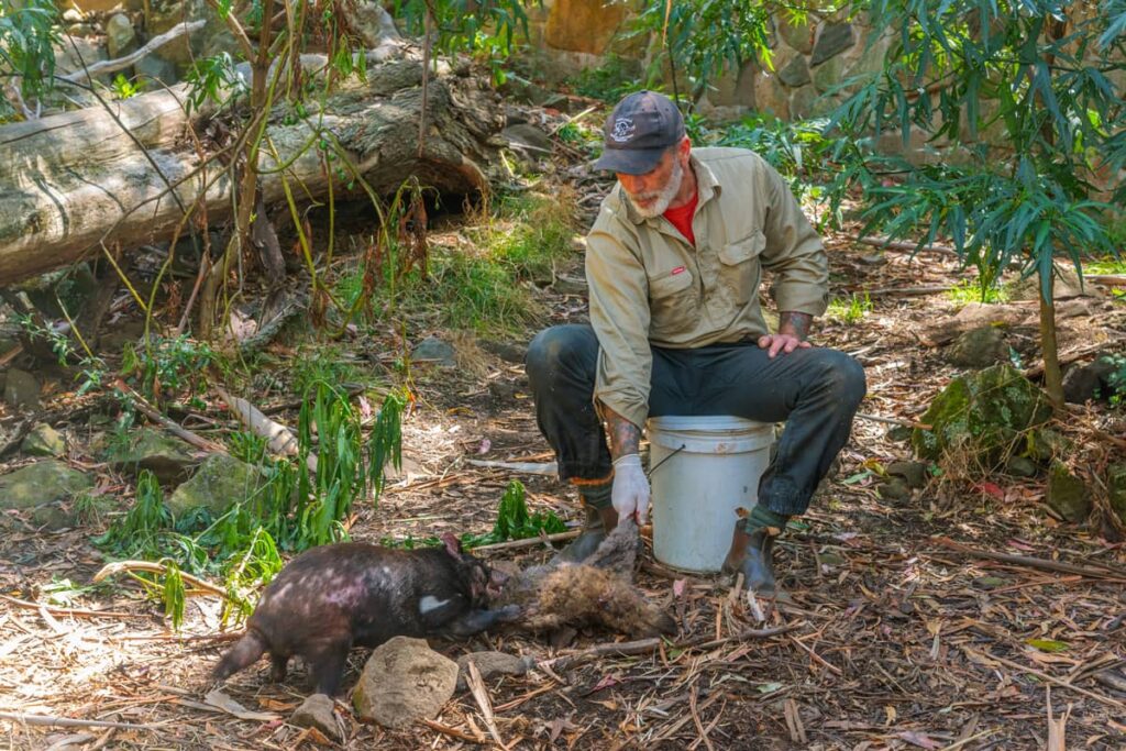 Un cuidador de animales alimentando a un demonio de Tasmania