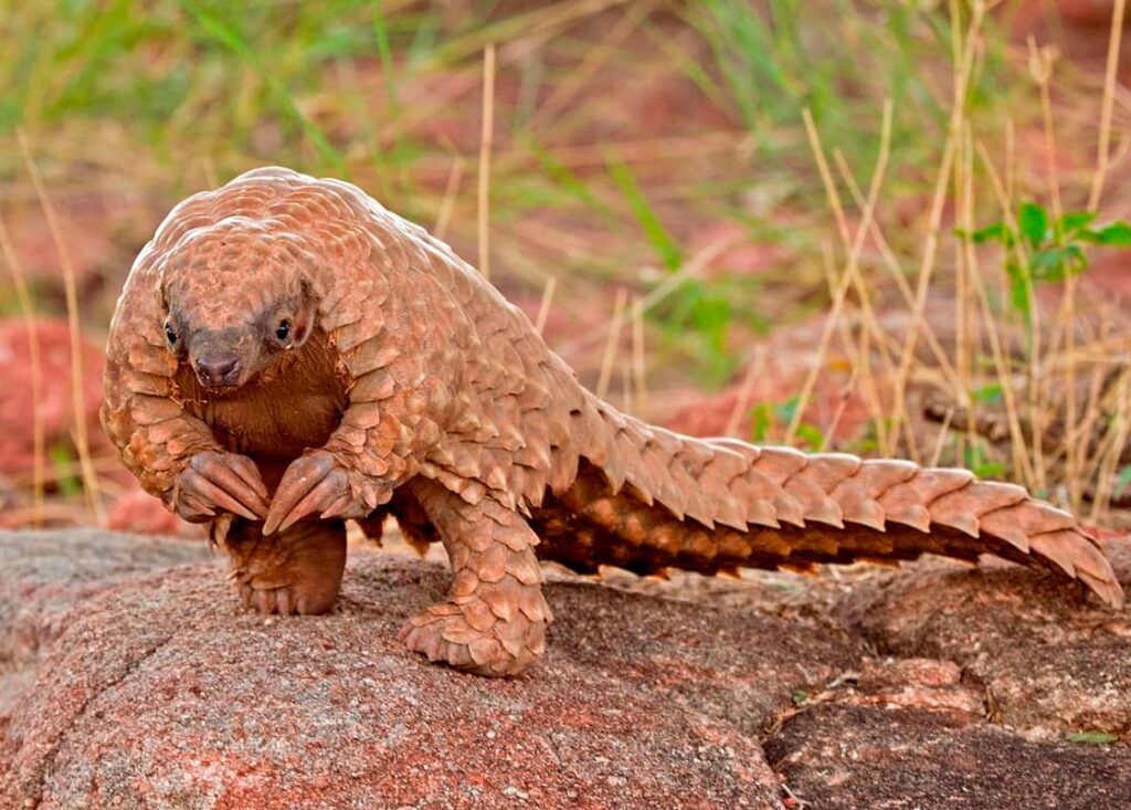 Curiosidades del Pangolín