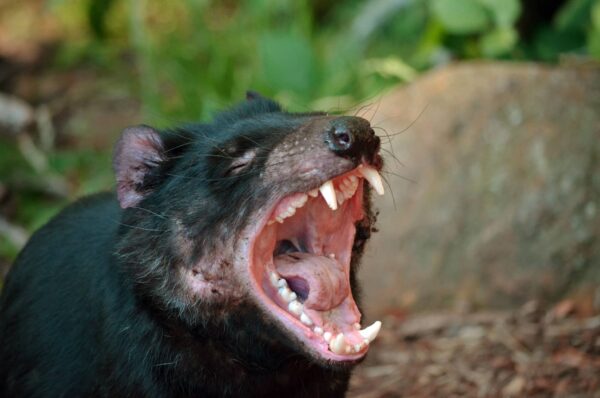 Demonio de Tasmania Características y Curiosidades