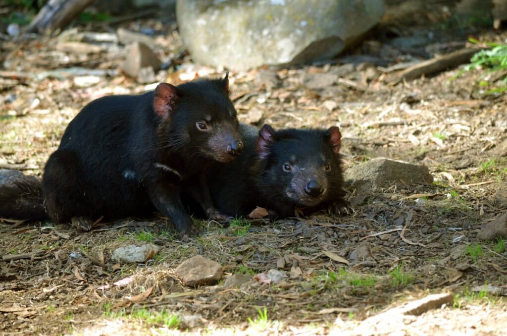 Dos demonios de Tasmania acostados sobre el césped