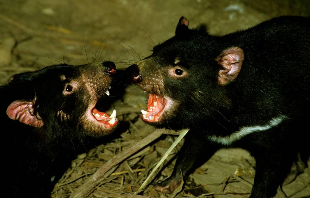 Dos demonios de Tasmania peleando de manera agresiva