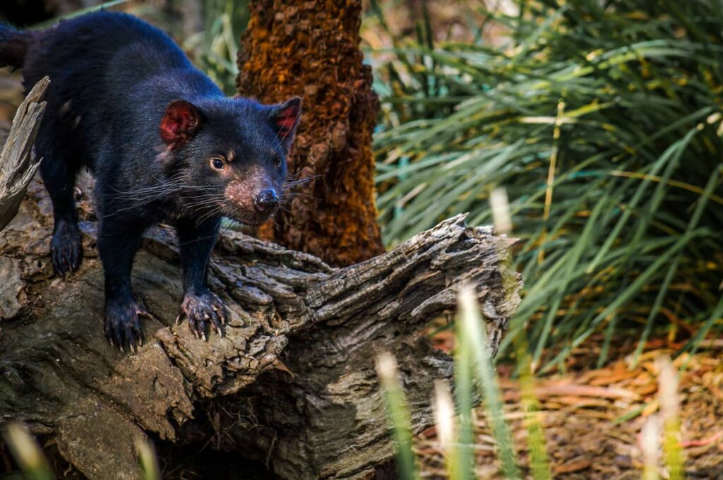 Demonio de Tasmania en el tronco de árbol