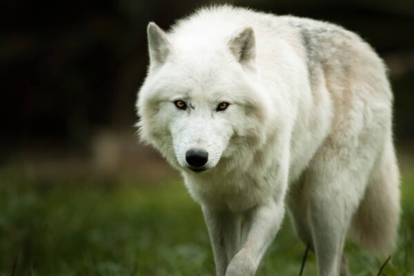 Lobo Ártico: Características y Curiosidades