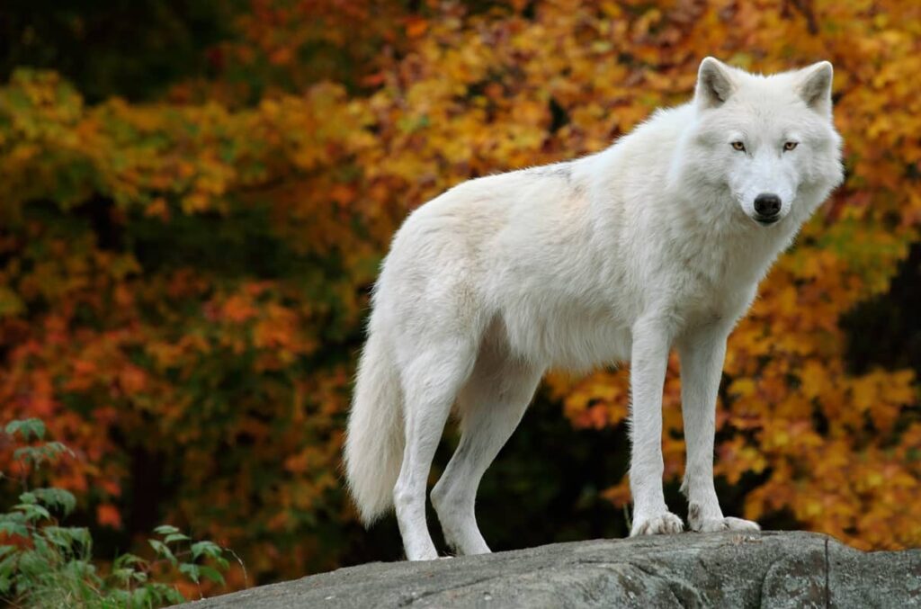 Lobo Ártico o Blanco mirando al frente