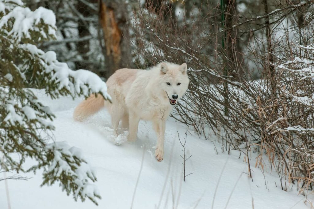 Lobo ártico caminando en la nieve