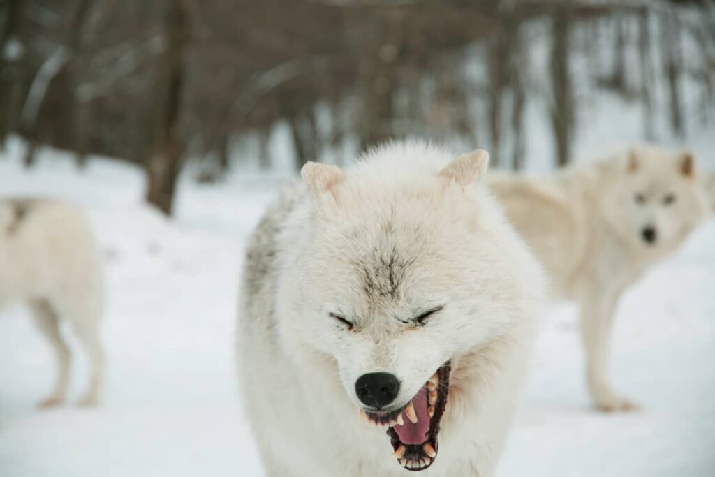 Lobo ártico o polar riendo