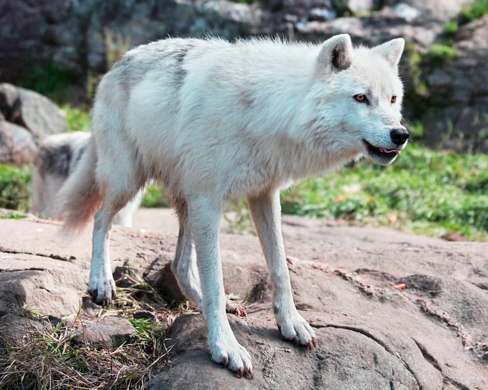 Lobo ártico de pie sobre rocas