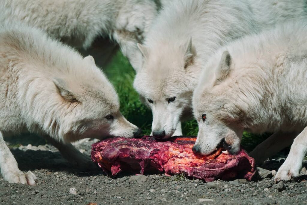 Lobos blancos comiendo su presa