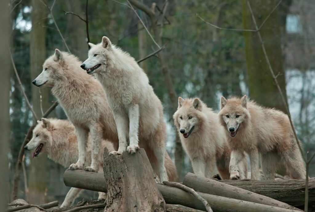Manada de lobos árticos