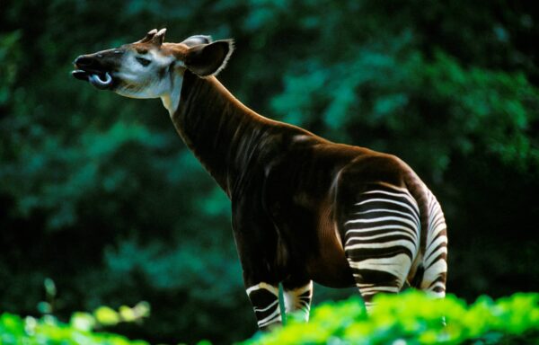 Okapi: Características y Curiosidades
