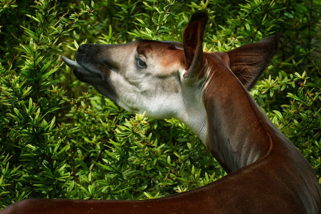 Okapi alimentándose de plantas