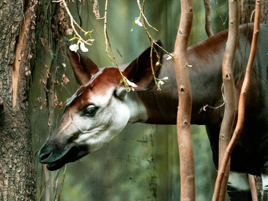 Un Okapi difícil de encontrar