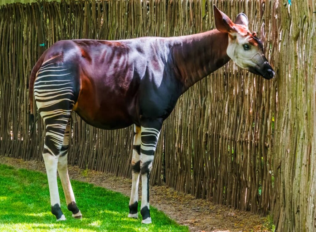 Okapi en primer plano