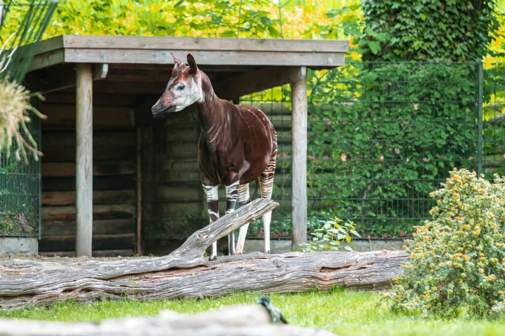 Un okapi en un zoológico