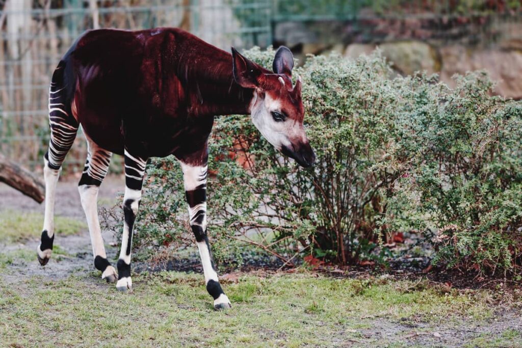 Okapi joven caminando por el pasto