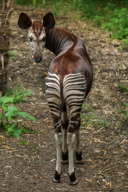 Okapi mirando hacia atrás