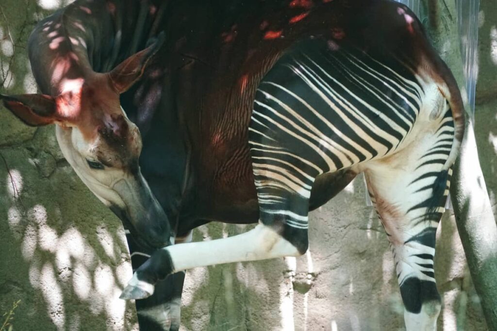 Okapi un animal salvaje originario del Congo