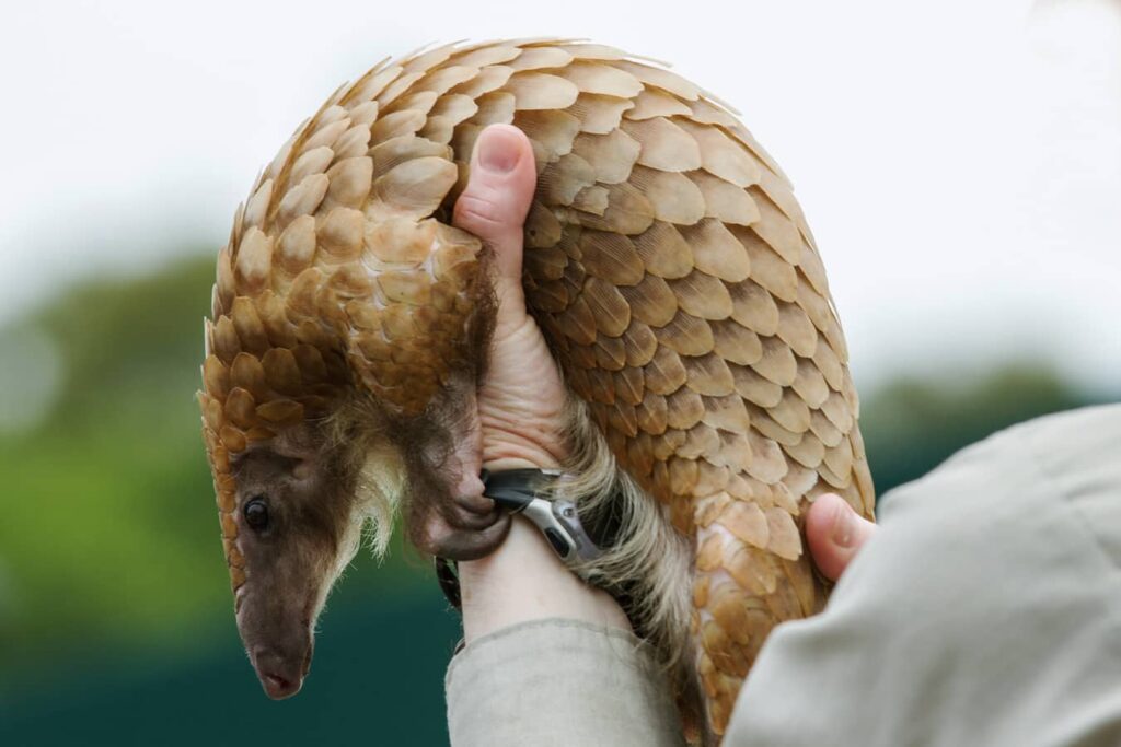Pangolín africano de vientre blanco sostenido en brazos