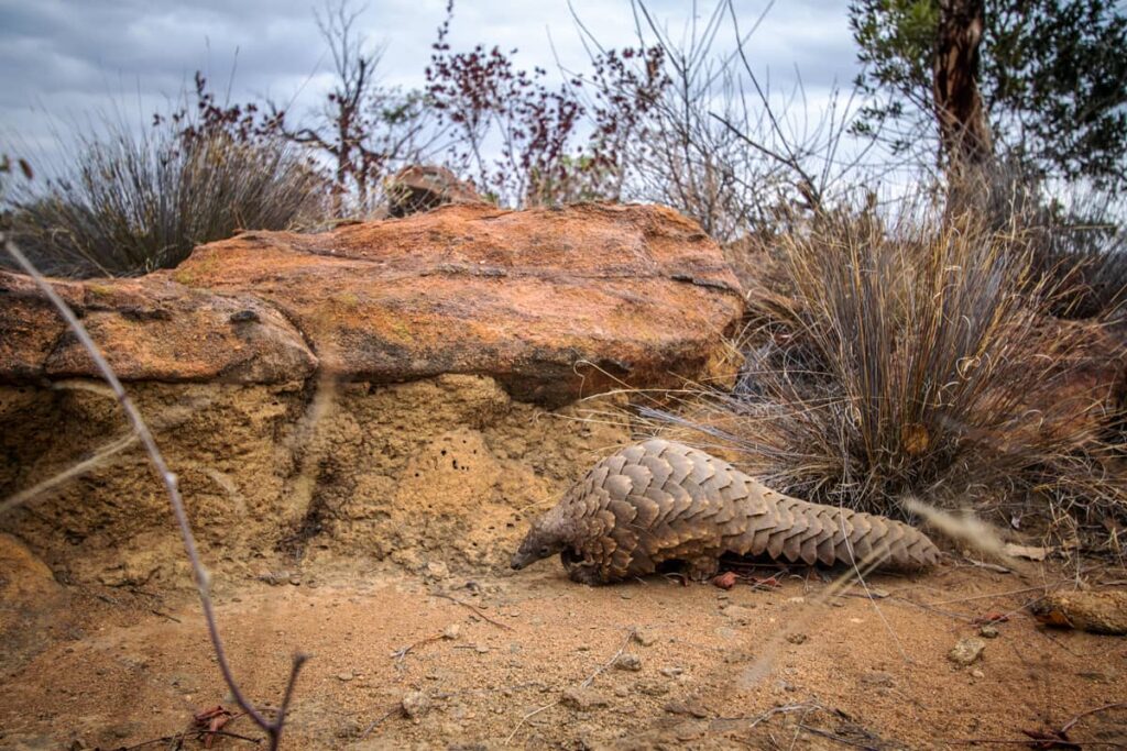 Pangolín terrestre arrastrándose en el arbusto