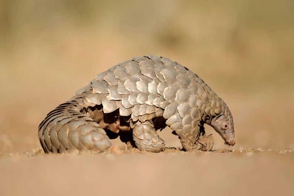Pangolín buscando hormigas para alimentarse