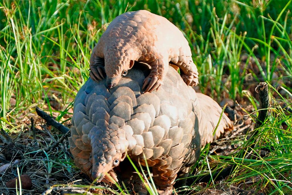 Pangolín junto a su cría