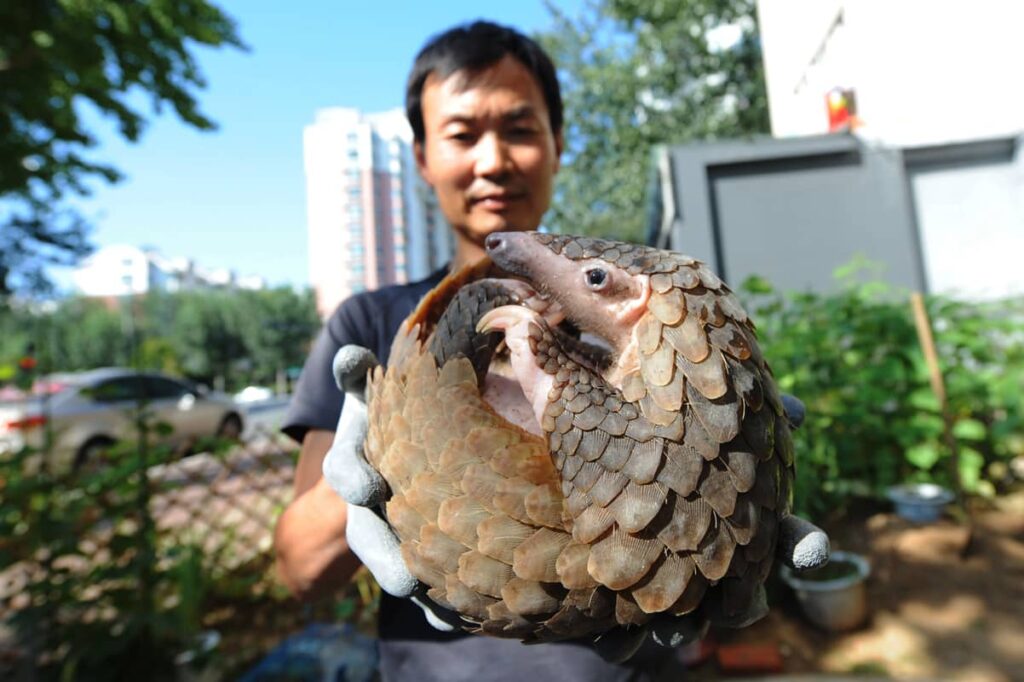 Pangolín siendo liberado por un humano