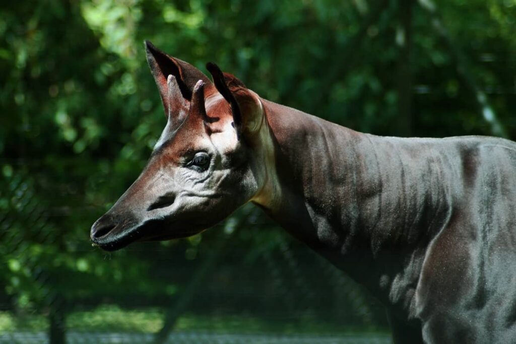 Primer plano del Okapi