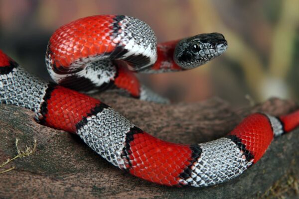 Serpiente de Coral Características y Curiosidades