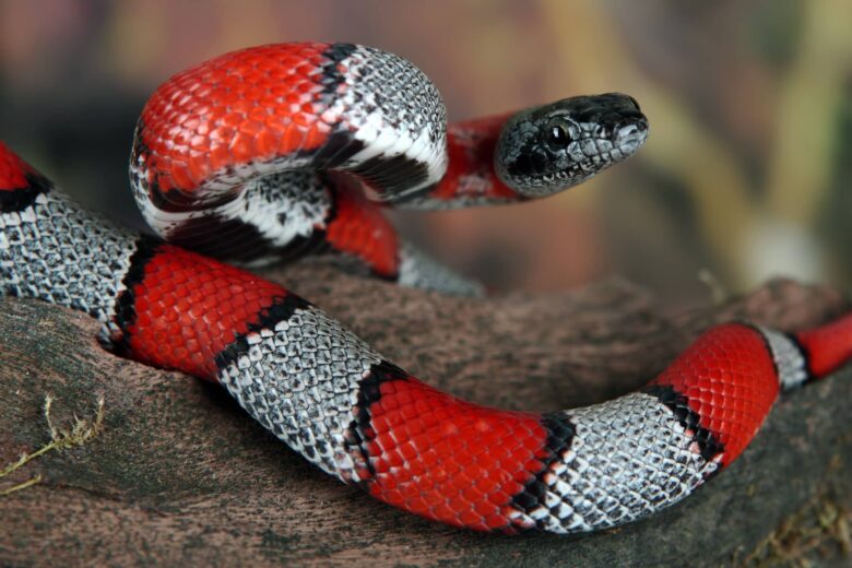 Serpiente de Coral Características y Curiosidades
