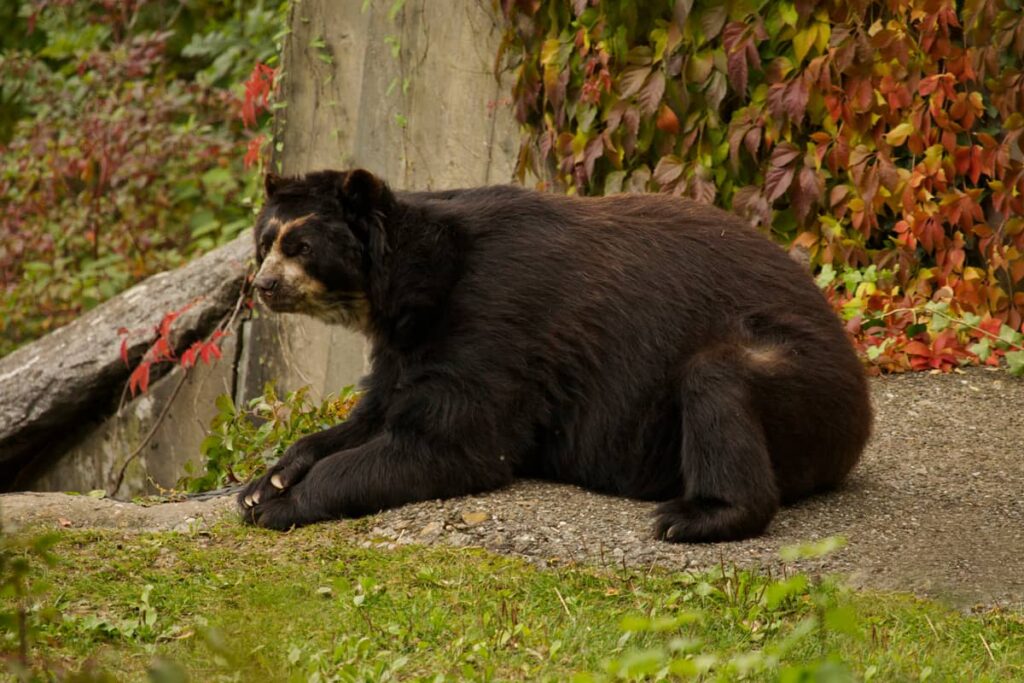 Adulto oso de anteojos en su hábitat natural