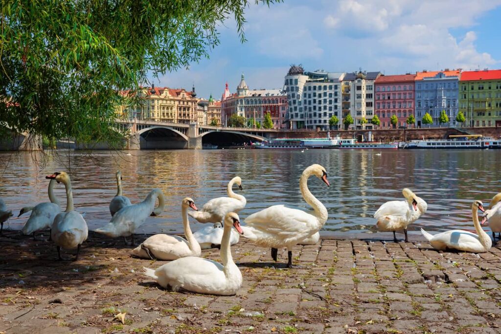 Bandada de cisnes cerca del Dancing House en Praga