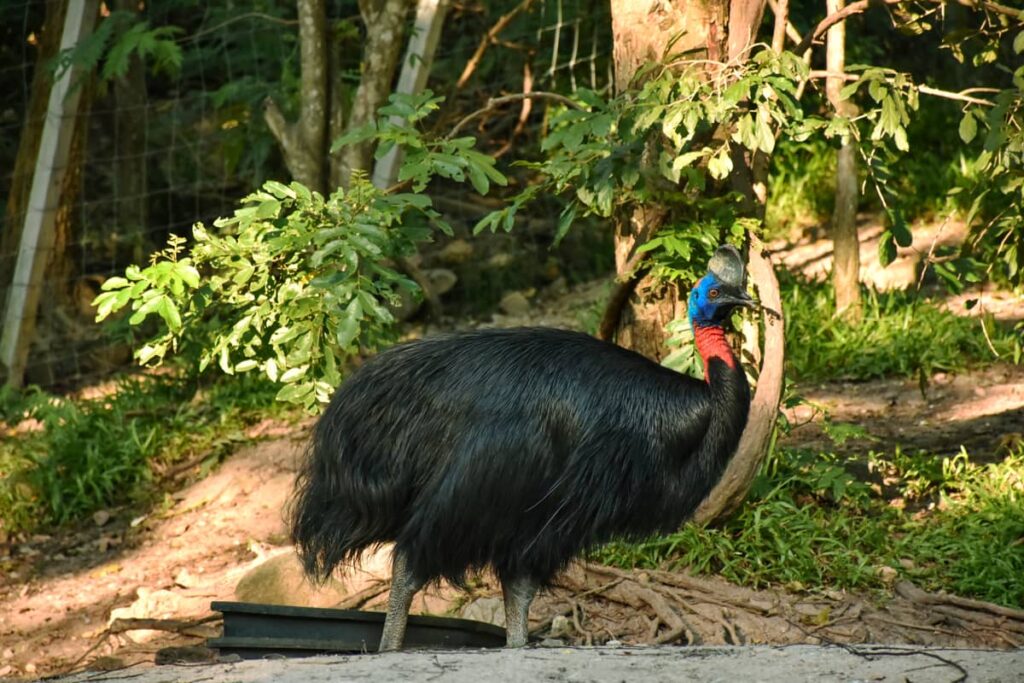 Casuario en el zoológico