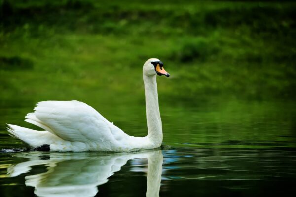 Cisne: Características y Curiosidades