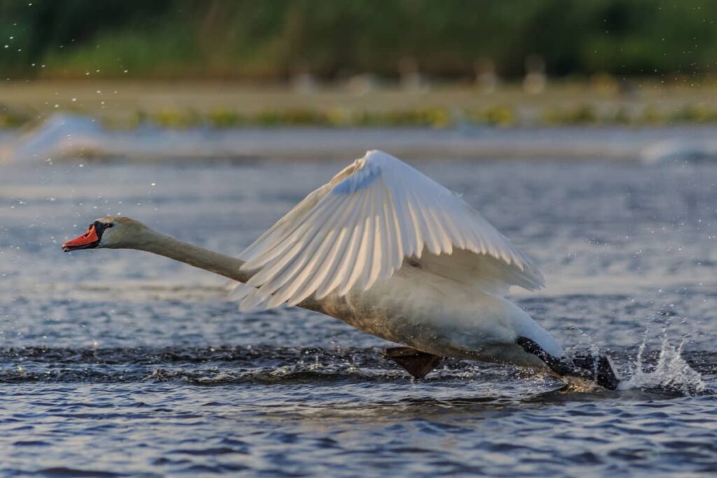 Cisne blanco levantando vuelo