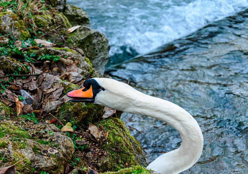 Primer plano de un cisne comiendo hojas